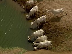 Herd of goats drink from stream Stock Footage