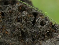 Termite workers repairing a tunnel Stock Footage