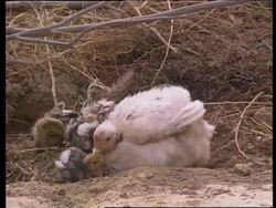 Plight of Tajiks living near the border News Clip