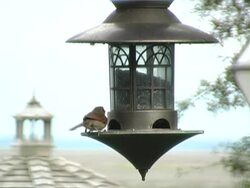 femlale cardinal red bird Stock Footage
