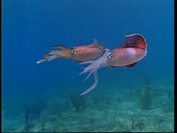 Caribbean Reef Squid (Sepioteuthis sepioidea) male display to female Stock Footage