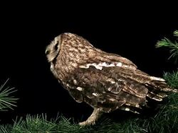MS Shot of Eurasian Tawny Owl looking around / Calvados, Normandy, France Stock Footage