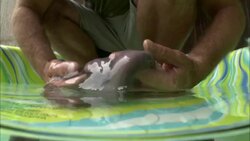 A man lifts a slimy hagfish out of water. Stock Footage