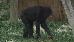 Chimpanzees in a Pen at Twycross Zoo News Clip