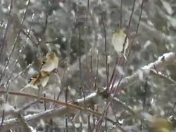 MS American Goldfinches perching on branch during snowstorm / Tweed, Ontario, Canada Stock Footage