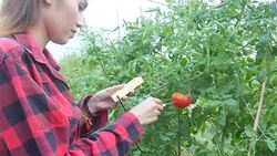 Quality control in tomatoes farm in the greenhouse Stock Footage