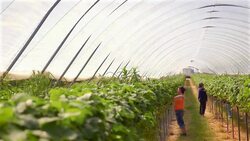 Female farm workers pick strawberries in poly tunnel. Stock Footage