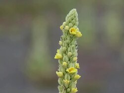 CU Common mullein plants and flowers shaking by wind / Mauna kea, Big Island,Hawaii, United States Stock Footage