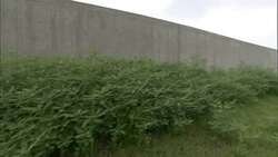 Vegetation grows next to levee walls in New Orleans. Stock Footage