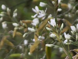 MS View of blooming tree / Kastel-Staadt, Rhineland-Palatinate, Germany Stock Footage