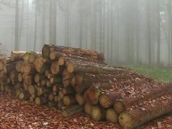 MS View of timbers at autumnal forest with fog / Saarburg, Rhineland-Palatinate, Germany Stock Footage