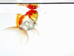 goldfish eating Stock Footage