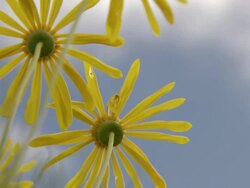 MS Shot of Yellow Namaqualand daisies facing sky / Namaqualand, Northern Cape, South Africa Stock Footage