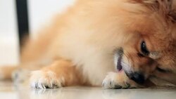pomeranian dog cleaning foot before sleeping Stock Footage
