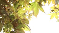 maple fall Stock Footage