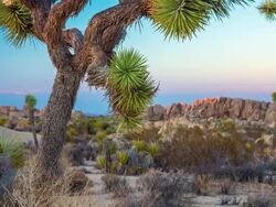 Joshua Tree National Park Stock Footage