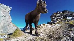 HD-MS: Rock Goat Eating Bread from my Hand Stock Footage
