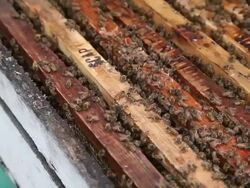 Close-up of the inside of a healthy apiary. Pan Stock Footage