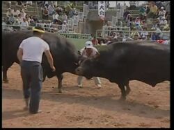 The ancient sport of Japanese bullfighting News Clip