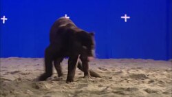 A panther finds a resting place in front of a blue screen. Stock Footage