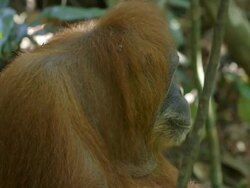 MS Orang utan head turn / Bukit Lawang, North Sumatra, Indonesia Stock Footage