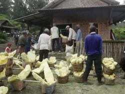 WS Miners waiting to weight the sulfur they collected at Ijen volcano / Ijen, Java, Indonesia Stock Footage