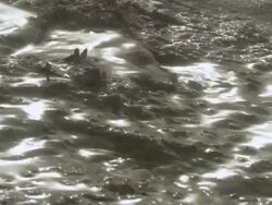 CU Water flowing from geothermal area / Yellowstone National Park, Wyoming, United  Stock Footage