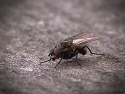 Fly Stock Footage