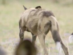 MS PAN Shot of Pack of African wild dogs gathered and fighting for food open plain / Okavango Delta, North West District, Botswana Stock Footage