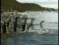 MS Colony of Adelie penguins waddling to shore and diving into water, Antarctica Stock Footage