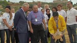 Prince Charles helps to release sea turtles back into the wild News Clip