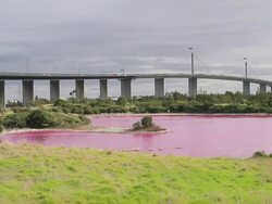 MS Shot of bright red algal bloom near Westgate Bridge, Yarra River / Melbourne, Victoria, Australia Stock Footage