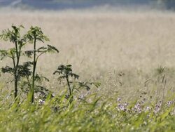 Wildflowers in swamp landscape, early sunrise, morning dew Stock Footage