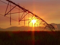 Irrigation Sprinkler Stock Footage