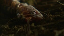 A centipede coils around a gecko and kills it. Stock Footage