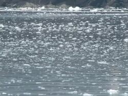 Ice floe Stock Footage