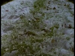 T/L - MCU snow melting to reveal grass Stock Footage