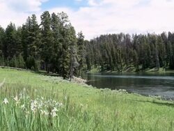 The Yellow Stone River, Yellowstone NP, United States Stock Footage