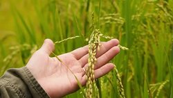 Rice field Stock Footage
