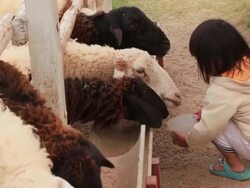 Asia girl feeding sheep in a field. Stock Footage
