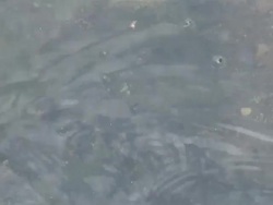 Blue crab - HD 1080/60i Stock Footage