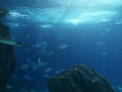 Fish in a big blue aquarium Stock Footage