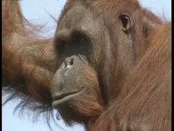 CU Orangutan pulls ugly face Stock Footage
