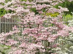 MS Shot of Blossom on dogwood tree (Cornus florida) / Merano, South Tyrol, Italy Stock Footage