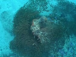 MS Shot of School of slender sweepers swimming around rocks covering with swaying seaweed / Matola, Maputo, Mozambique Stock Footage