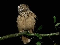 WS ZI owl adult standing on branch / Calvados, Normandy, France Stock Footage