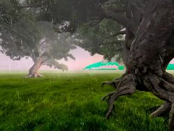 Beautiful trees in the spooky place Stock Footage