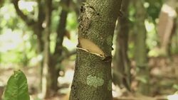 CLEAN: Ivory Coast's Ouattara orders cocoa exports halt News Clip