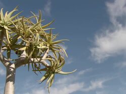 MS Shot of Quiver tree leaves against blue skyline with white wispy clouds / Namaqualand, Northern Cape, South Africa Stock Footage