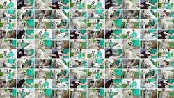 Veterinary. Video Wall. Stock Footage